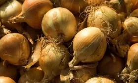 репчатый лук
