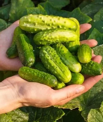 огурцы сорта Солнечный