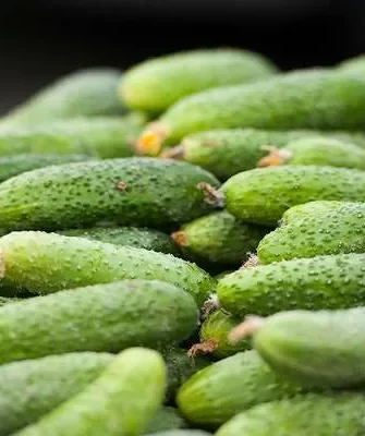 огурец Дамский угодник