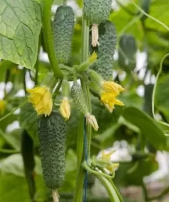 огурец Николай