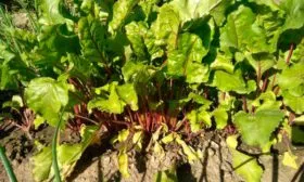 Ключевые правила возделывания свеклы