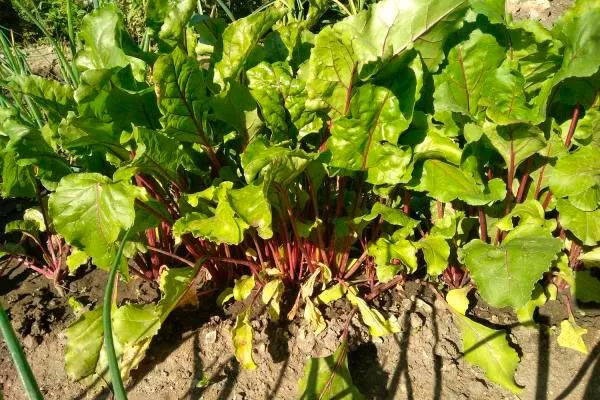 Ключевые правила возделывания свеклы