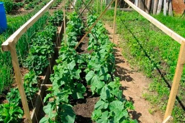 Огуречная грядка