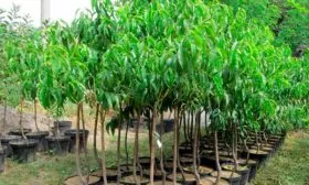 Как выбрать и подготовить посадочный материал