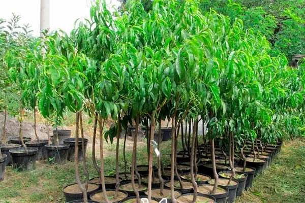 Как выбрать и подготовить посадочный материал