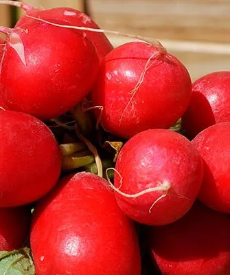 Когда созревает, продуктивность