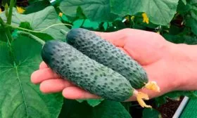 Характеристика внешнего вида растения и зеленцов