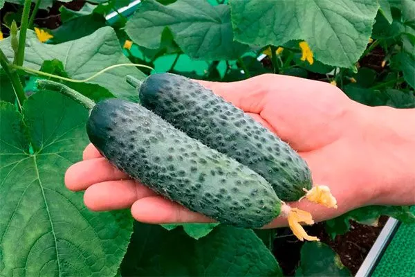 Характеристика внешнего вида растения и зеленцов