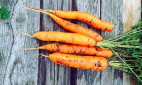 Региональность сорта