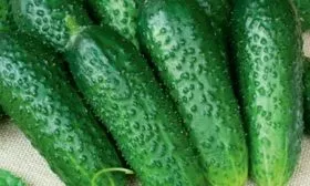 плоды Домашнего чуда