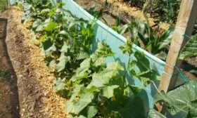 тёплая грядка для огурца Вьюга