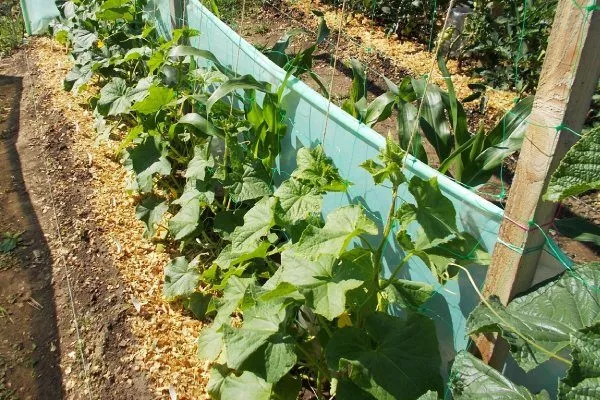 тёплая грядка для огурца Вьюга