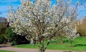 Цветение сливы конфетной