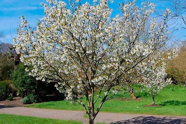 Цветение сливы конфетной