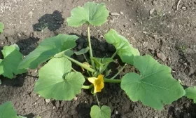 кусты картофеля