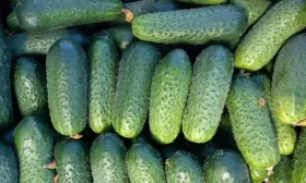 огурцы сорта Малыш