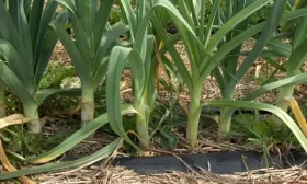 выращивание лука-порея