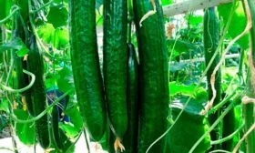 Особенности самостоятельного выращивания