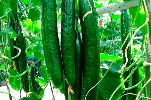 Особенности самостоятельного выращивания