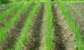 посадка лука