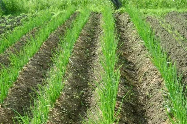 посадка лука