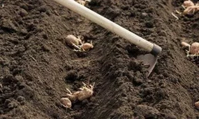 посадка картофеля