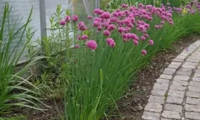 посадка огурцов