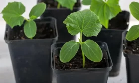 соленые огурцы