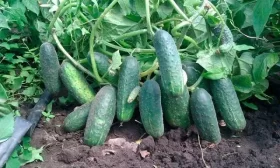 урожайность сорта