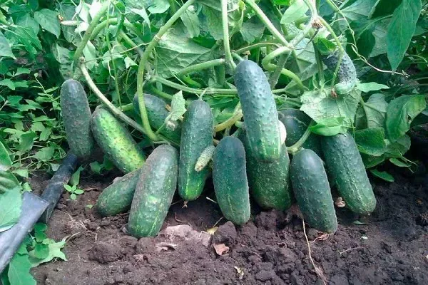 урожайность сорта