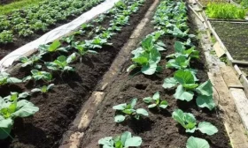 посадка капусты