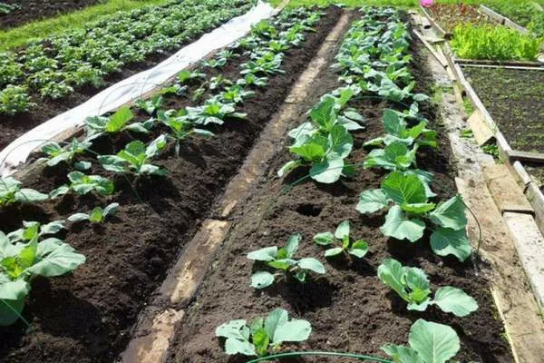 посадка капусты