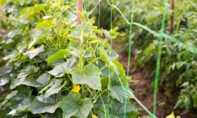 салат из редиса