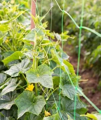 Сибирский гигант