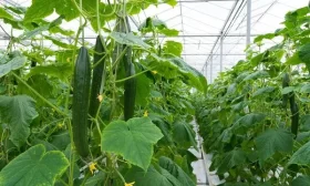 полезный салат с редиской