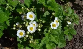 выращивание свеклы