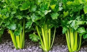 Три танкиста