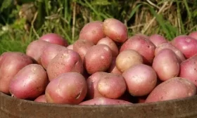 урожайность Атлантиса