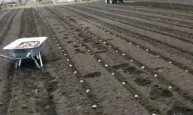 посадка свеклы Цыганка