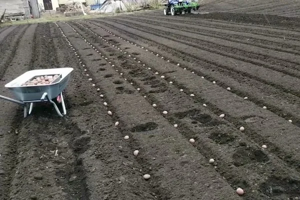 посадка свеклы Цыганка