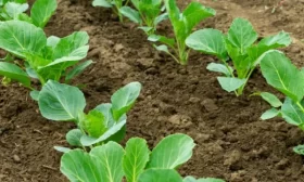 посадка рассады капусты