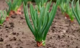 выращивание лука Банановый гигант