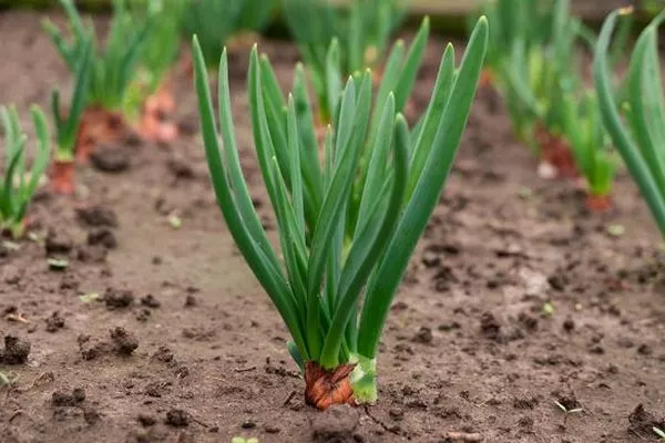 выращивание лука Банановый гигант