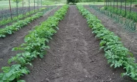 выращивание картофеля