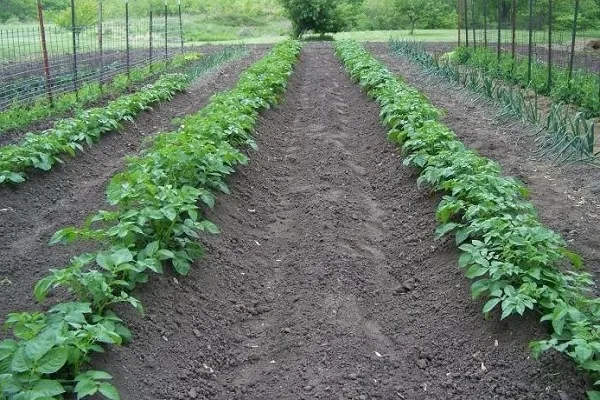 выращивание картофеля