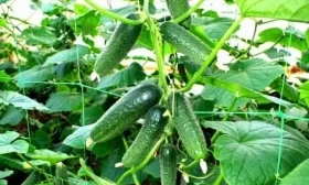 зеленцы сорта Мастер