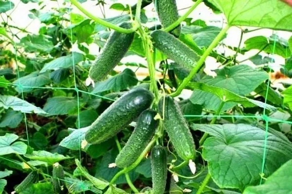 зеленцы сорта Мастер