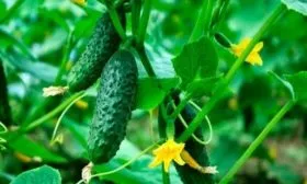 Балконный огурец