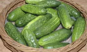 урожай Ласточки