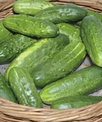 урожай Ласточки